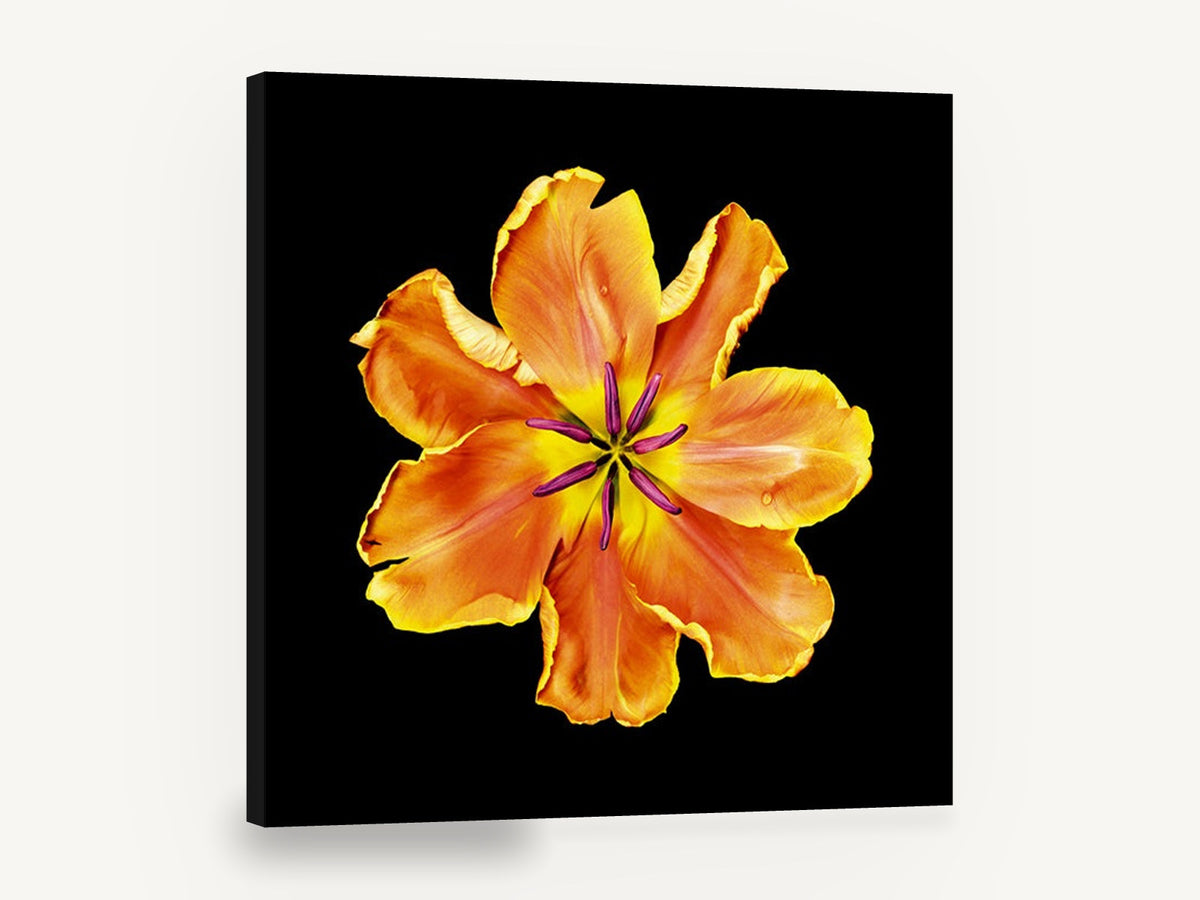 Apricot Tulip Burst, orange parrot tulip photograph black, floral canvas wall art print ready to hang