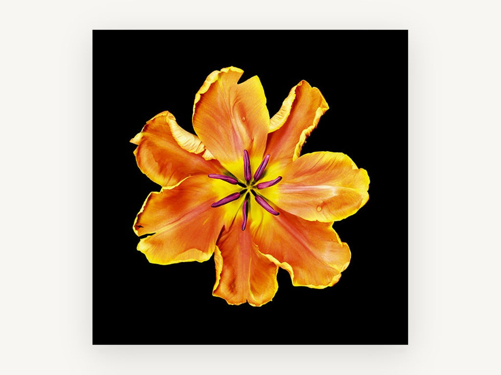 Apricot Tulip Burst, floral canvas wall art print, front view