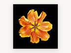 Apricot Tulip Burst, floral canvas wall art print, front view