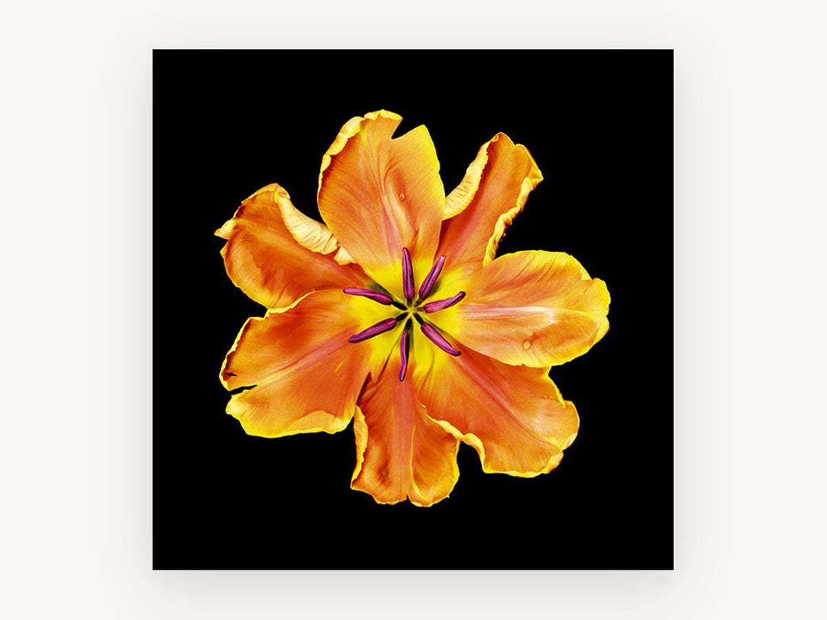 Apricot Tulip Burst, floral canvas wall art print, front view