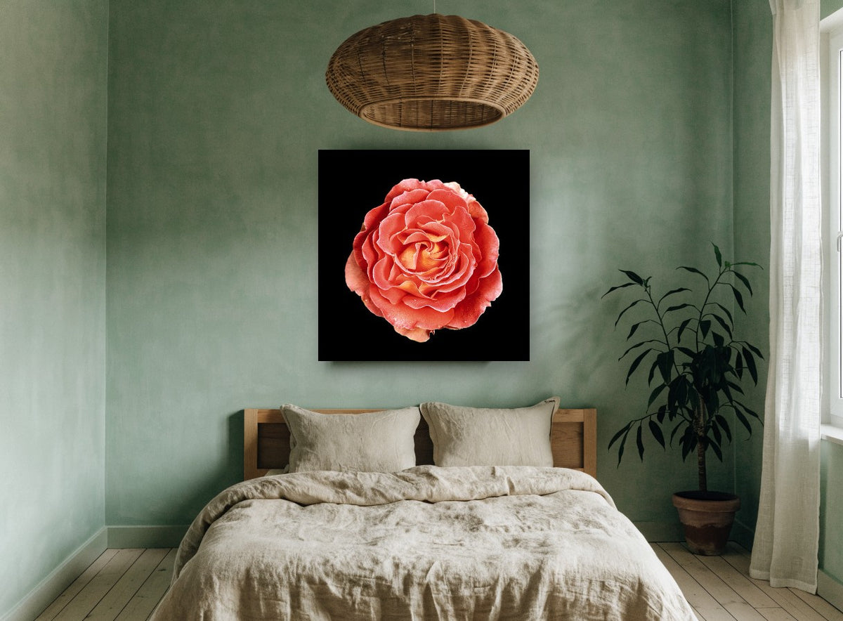 Coral Rose on Black floral canvas print on the wall of a bedroom