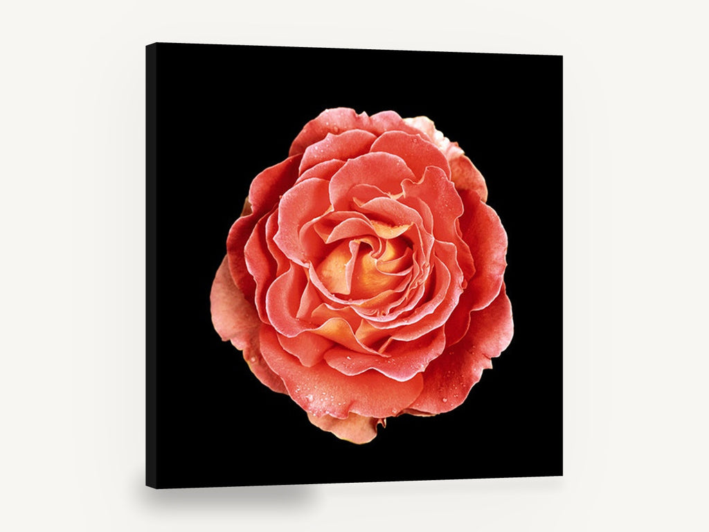 Coral Rose on Black, coral rose photograph on black, floral canvas wall art print ready to hang