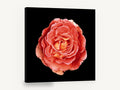 Coral Rose on Black, coral rose photograph on black, floral canvas wall art print ready to hang