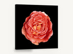 Coral Rose on Black, coral rose photograph on black, floral canvas wall art print ready to hang