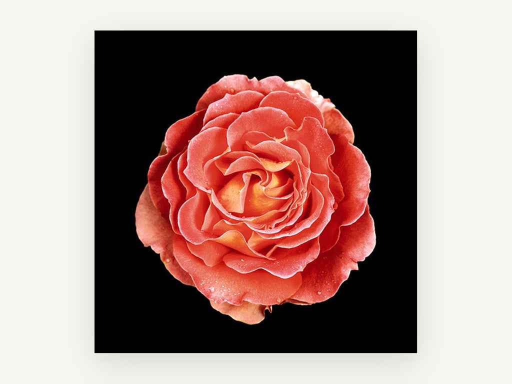 Coral Rose on Black, floral canvas wall art print, front view