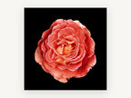 Coral Rose on Black, floral canvas wall art print, front view