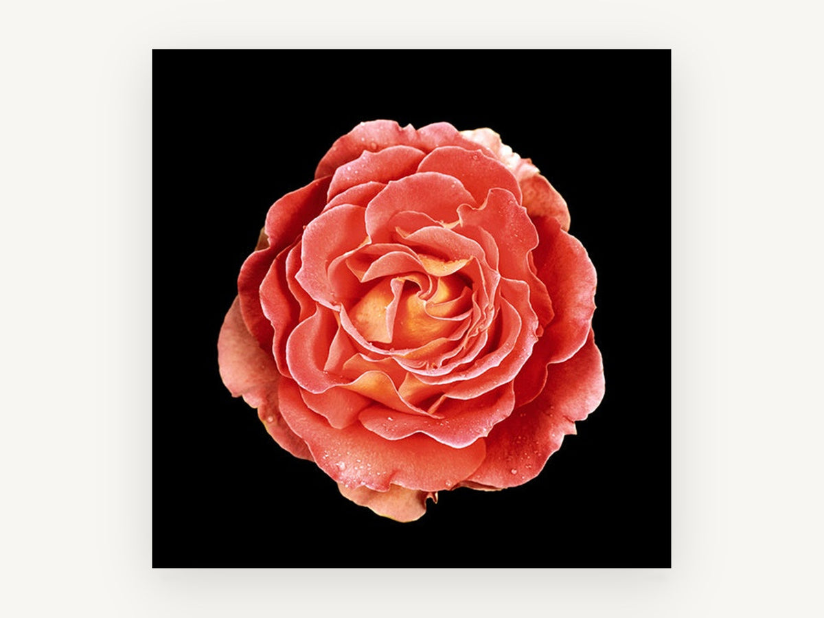 Coral Rose on Black, floral canvas wall art print, front view