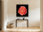 Coral Rose on Black floral canvas print on the wall of a hallway