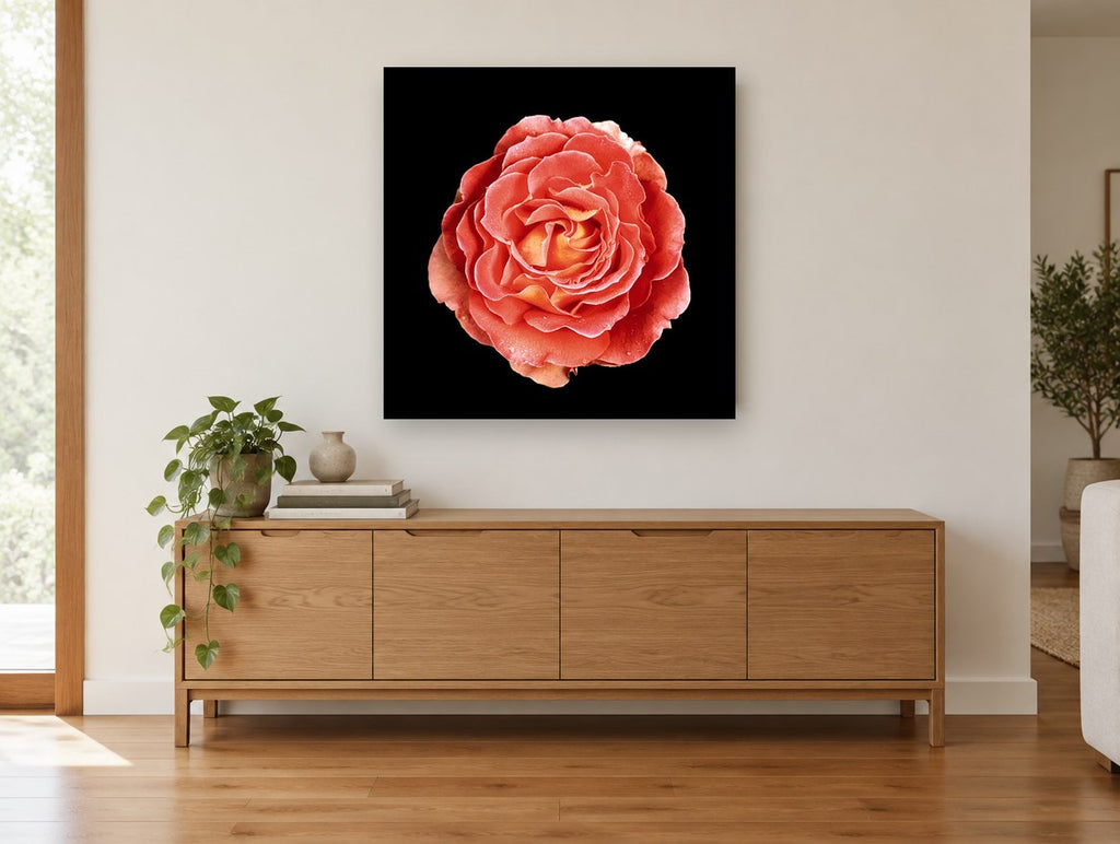 Coral Rose on Black floral canvas print on the wall of a living room above a sideboard
