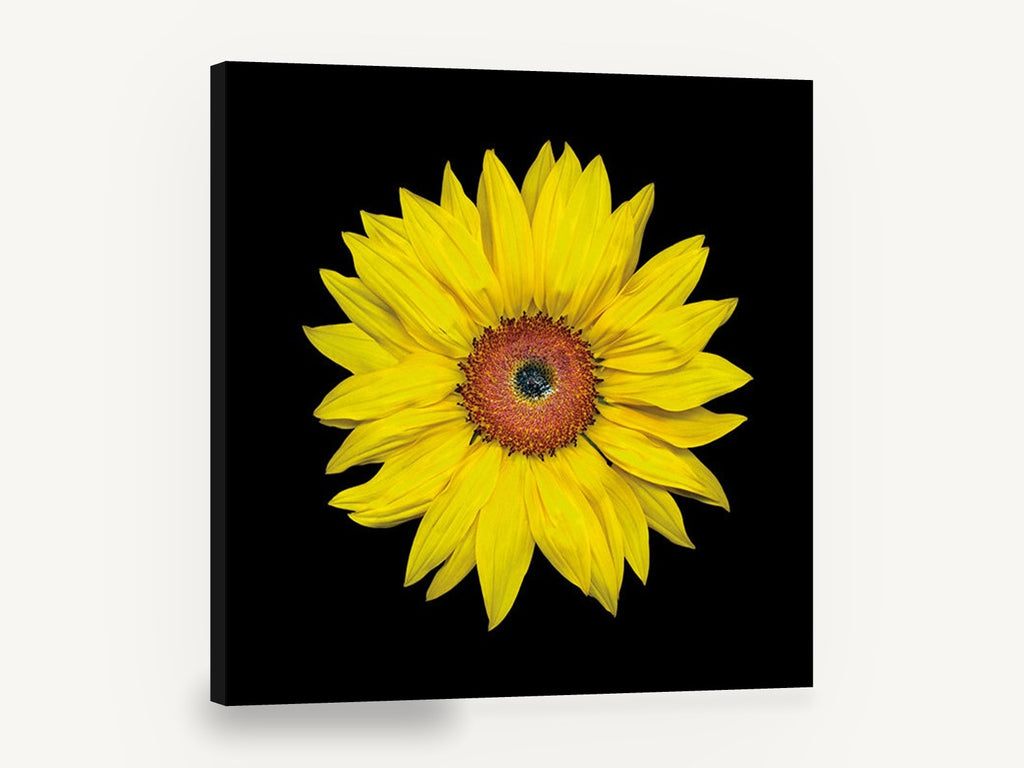 Sunflower on Black, yellow sunflower photograph on black, floral canvas wall art print ready to hang