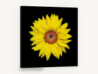 Sunflower on Black, yellow sunflower photograph on black, floral canvas wall art print ready to hang