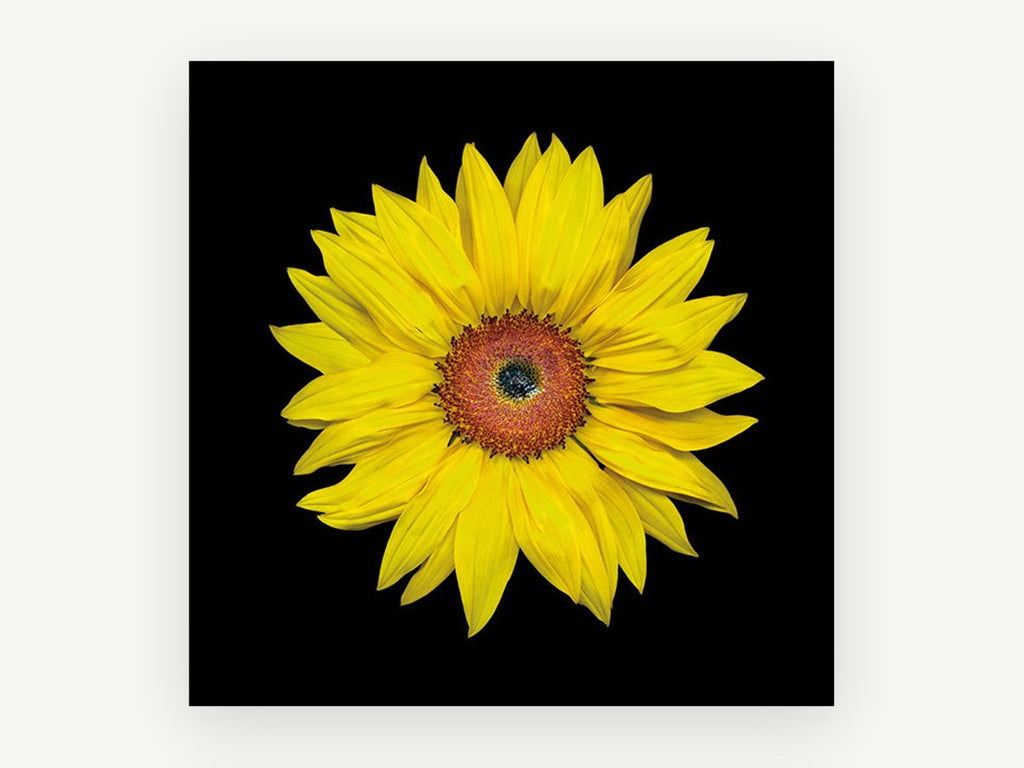 Sunflower on Black, floral canvas wall art print, front view