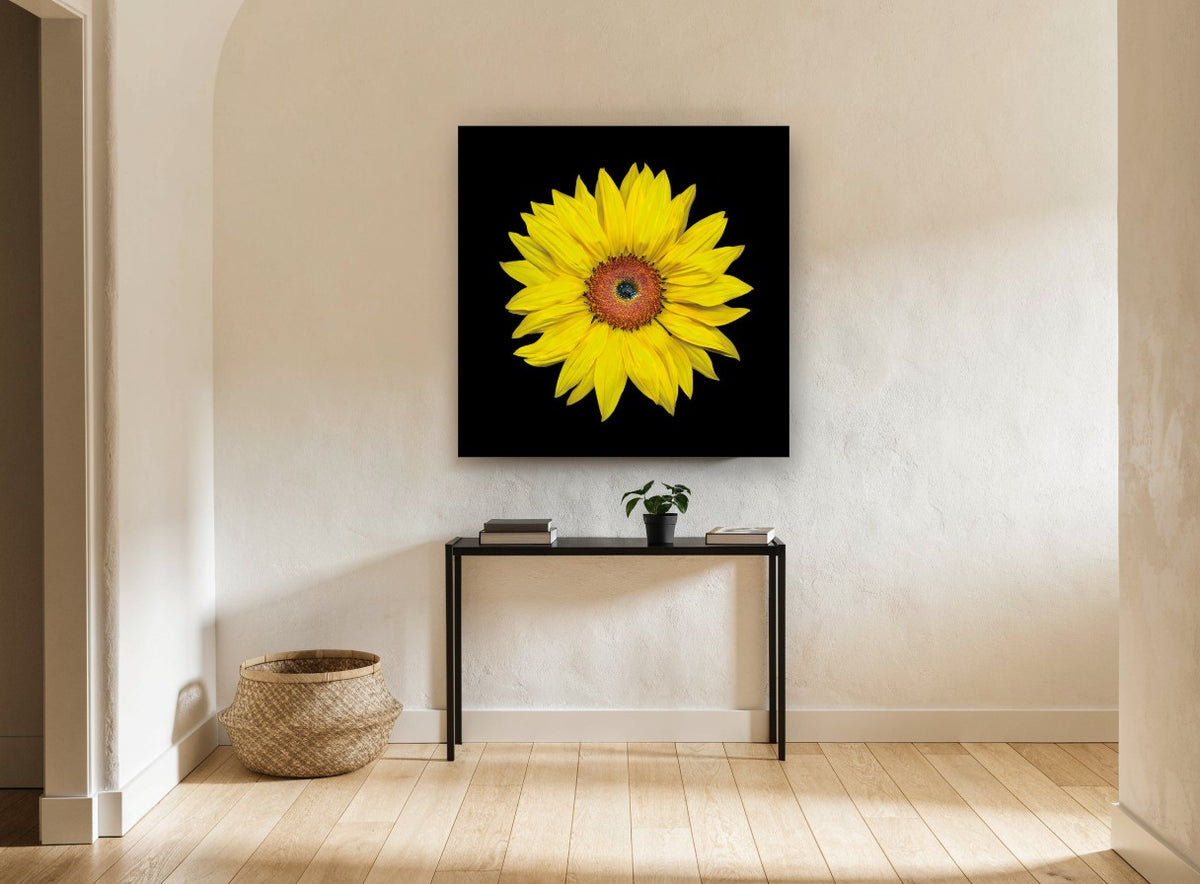 Sunflower on Black floral canvas print on the wall of a hallway
