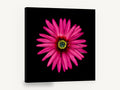 Magenta Daisy Burst, pink daisy flower black background, floral canvas wall art print ready to hang