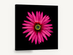 Magenta Daisy Burst, pink daisy flower black background, floral canvas wall art print ready to hang
