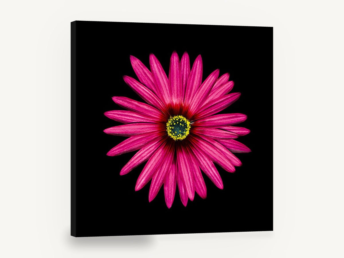 Magenta Daisy Burst, pink daisy flower black background, floral canvas wall art print ready to hang