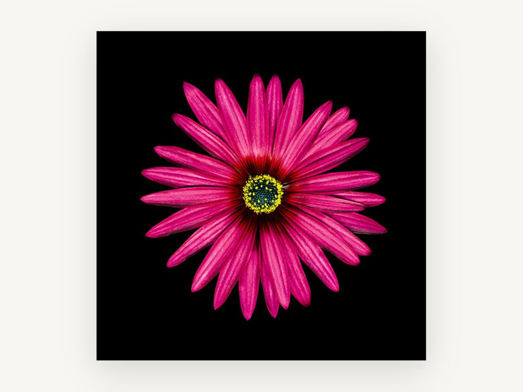 Magenta Daisy Burst, floral canvas wall art print, front view