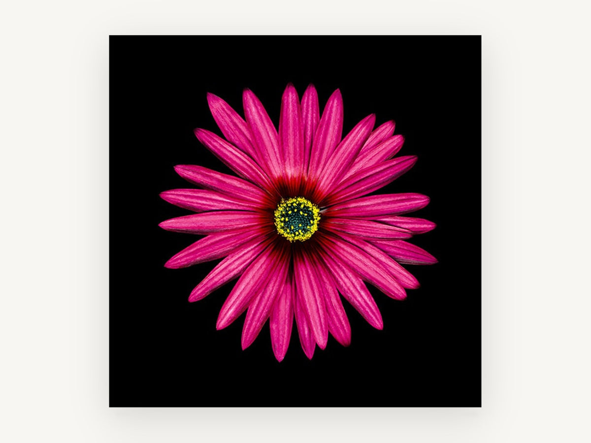 Magenta Daisy Burst, floral canvas wall art print, front view