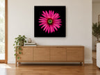 Magenta Daisy Burst floral canvas print on the wall of a living room above a sideboard