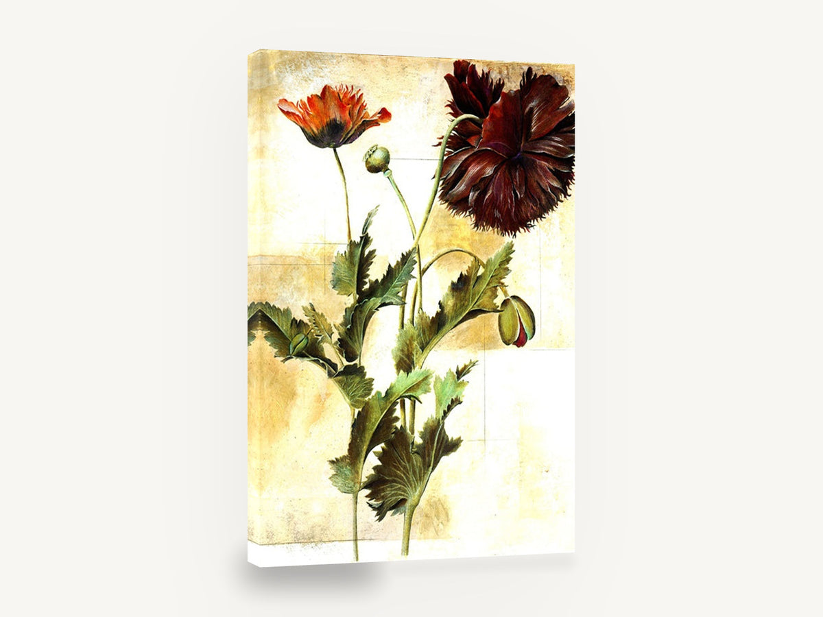 Crimson Poppy Study, red poppy botanical illustration gold, floral canvas wall art print ready to hang
