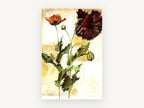 Crimson Poppy Study, floral canvas wall art print, front view