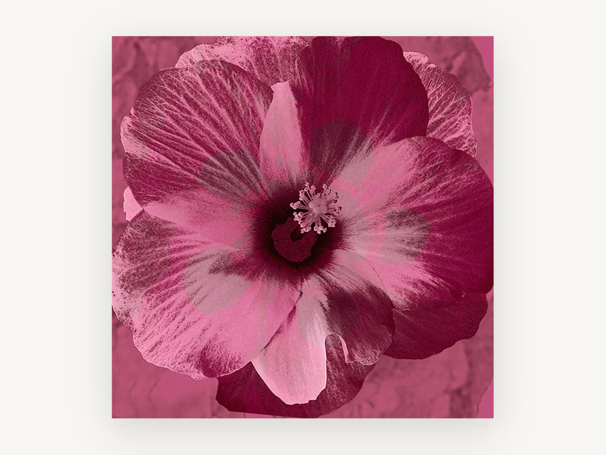 Magenta Hibiscus Bloom, floral canvas wall art print, front view