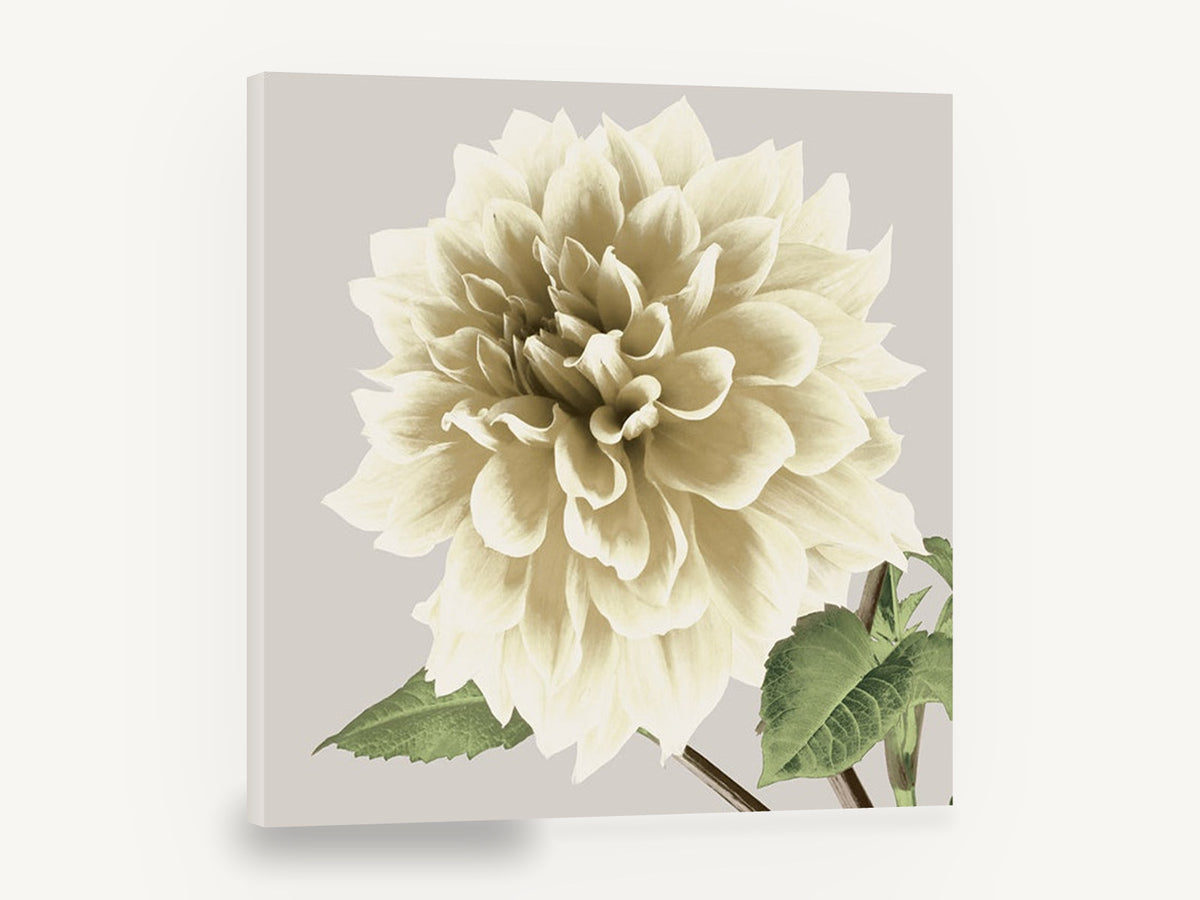 Cream Dahlia Bloom, cream dahlia floral photograph, floral canvas wall art print ready to hang