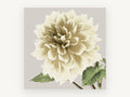 Cream Dahlia Bloom, floral canvas wall art print, front view