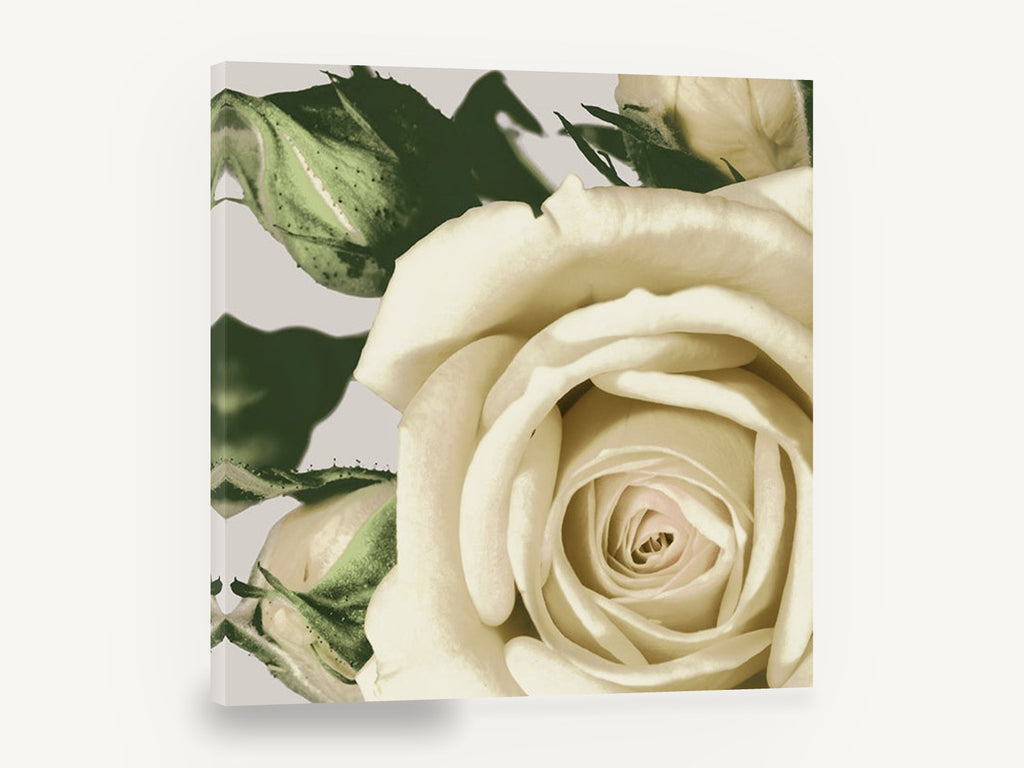 Cream Rose Unfurling, cream rose close-up photograph, floral canvas wall art print ready to hang