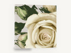 Cream Rose Unfurling, cream rose close-up photograph, floral canvas wall art print ready to hang