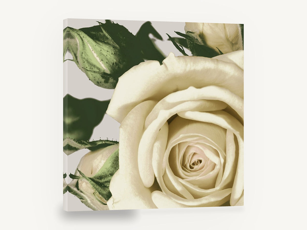 Cream Rose Unfurling, cream rose close-up photograph, floral canvas wall art print ready to hang