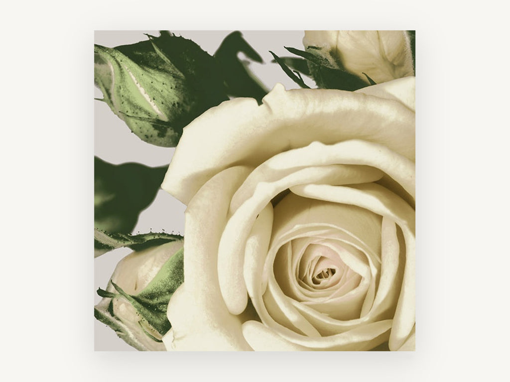 Cream Rose Unfurling, floral canvas wall art print, front view