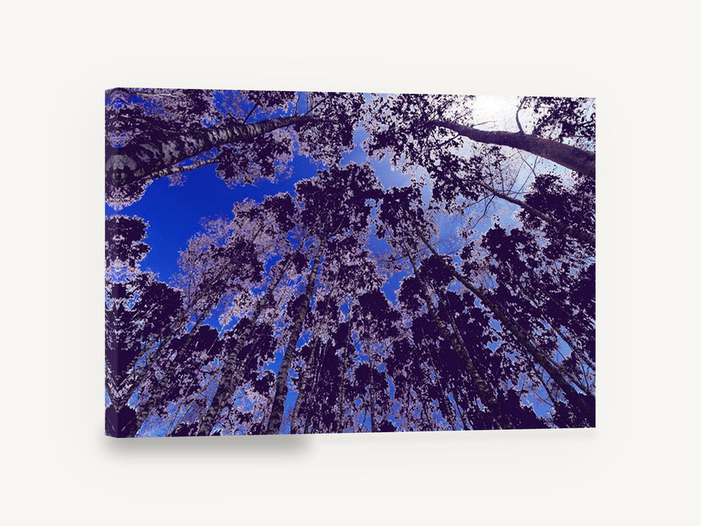 Violet Canopy Skyward, birch forest canopy looking up photograph, landscape canvas wall art print ready to hang