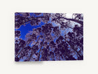 Violet Canopy Skyward, birch forest canopy looking up photograph, landscape canvas wall art print ready to hang