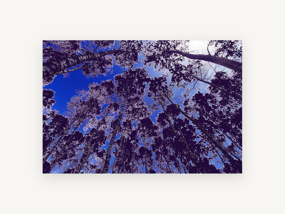 Violet Canopy Skyward, birch forest canopy looking up photograph, landscape canvas wall art print, front view