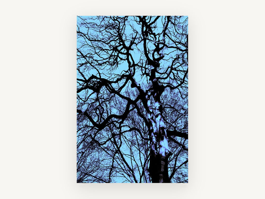 Tangled Winter Canopy, bare tree branches blue photograph, landscape canvas wall art print, front view