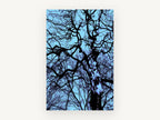 Tangled Winter Canopy, bare tree branches blue photograph, landscape canvas wall art print, front view