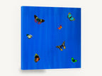 Butterflies on Cobalt, colourful butterflies on blue illustration, animal canvas wall art print ready to hang