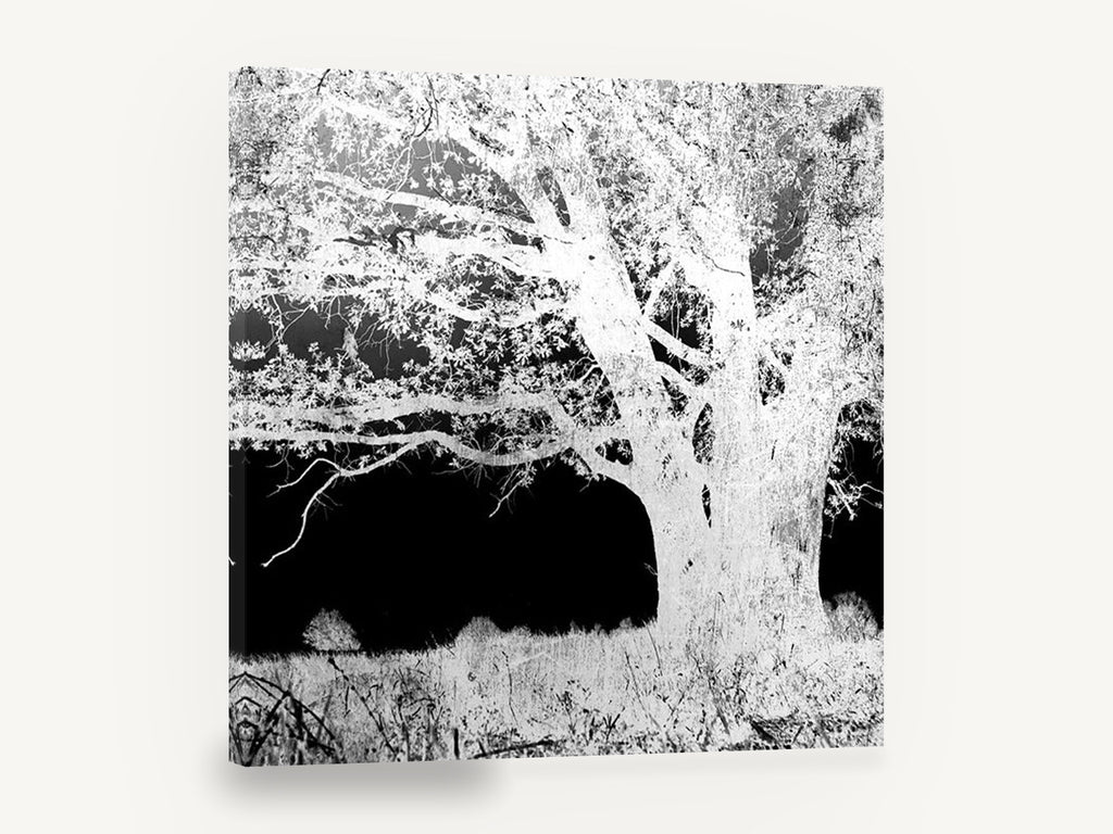 Inverted Oak Tree, black and white inverted tree photograph, landscape canvas wall art print ready to hang