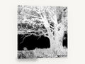 Inverted Oak Tree, black and white inverted tree photograph, landscape canvas wall art print ready to hang