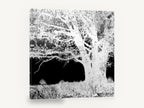 Inverted Oak Tree, black and white inverted tree photograph, landscape canvas wall art print ready to hang