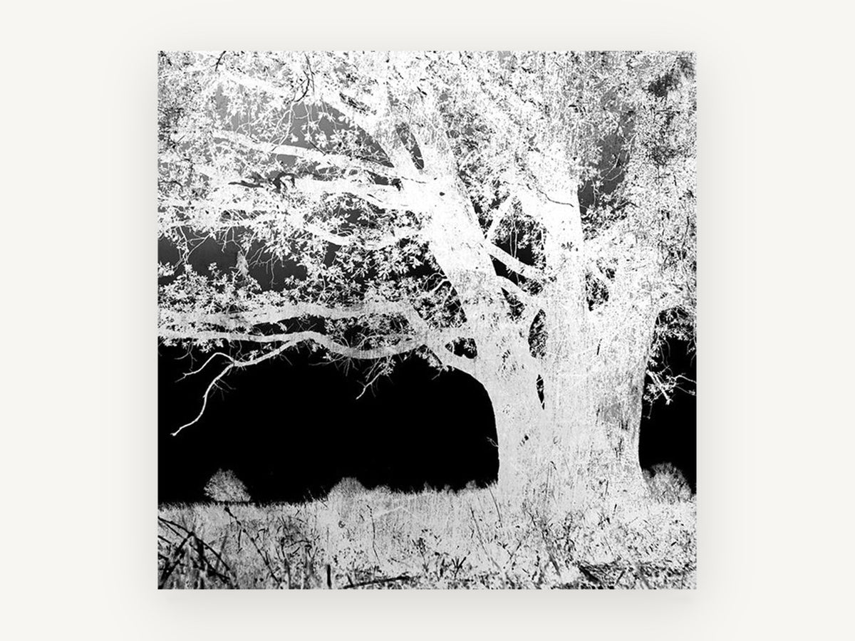 Inverted Oak Tree, black and white inverted tree photograph, landscape canvas wall art print, front view