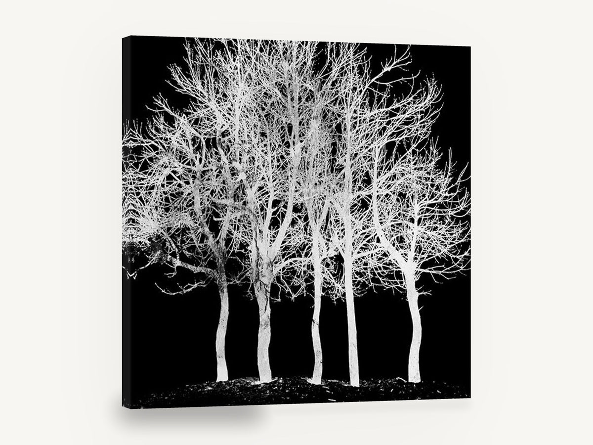 Ghost Grove, bare trees black and white photograph, landscape canvas wall art print ready to hang