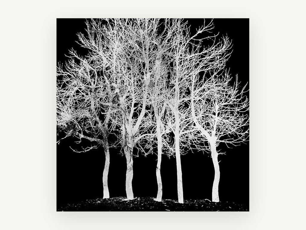 Ghost Grove, bare trees black and white photograph, landscape canvas wall art print, front view