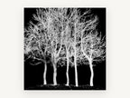 Ghost Grove, bare trees black and white photograph, landscape canvas wall art print, front view