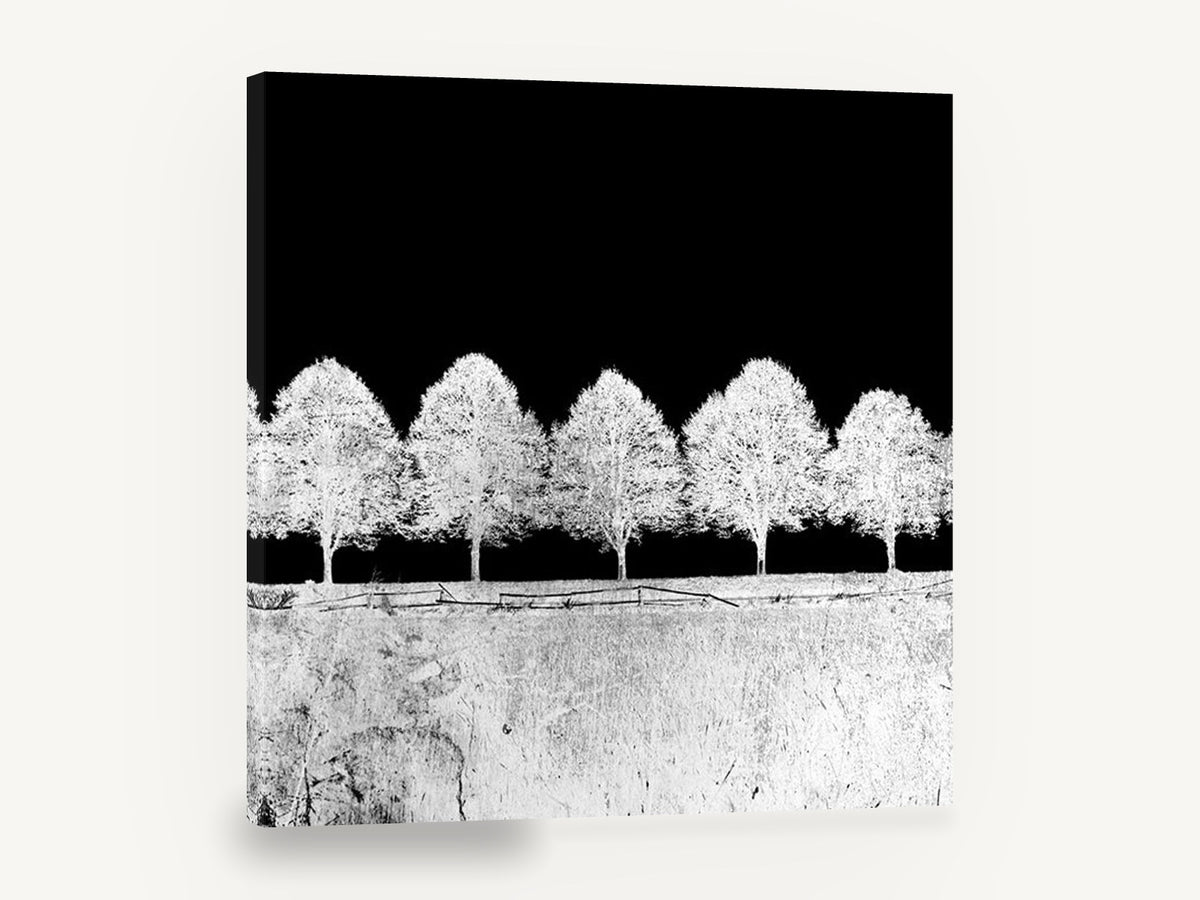 Inverted Tree Row, black and white tree row photograph, landscape canvas wall art print ready to hang