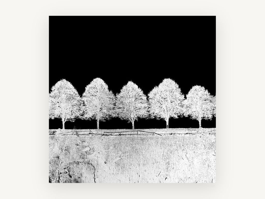 Inverted Tree Row, black and white tree row photograph, landscape canvas wall art print, front view