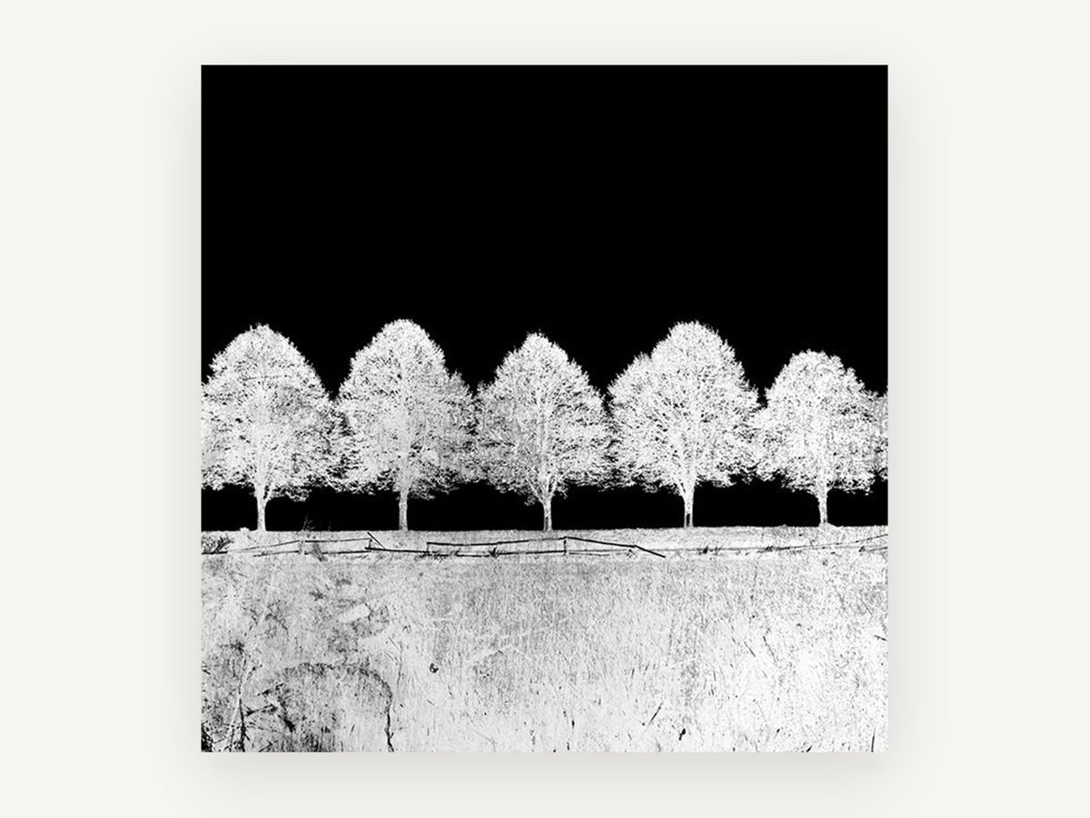 Inverted Tree Row, black and white tree row photograph, landscape canvas wall art print, front view