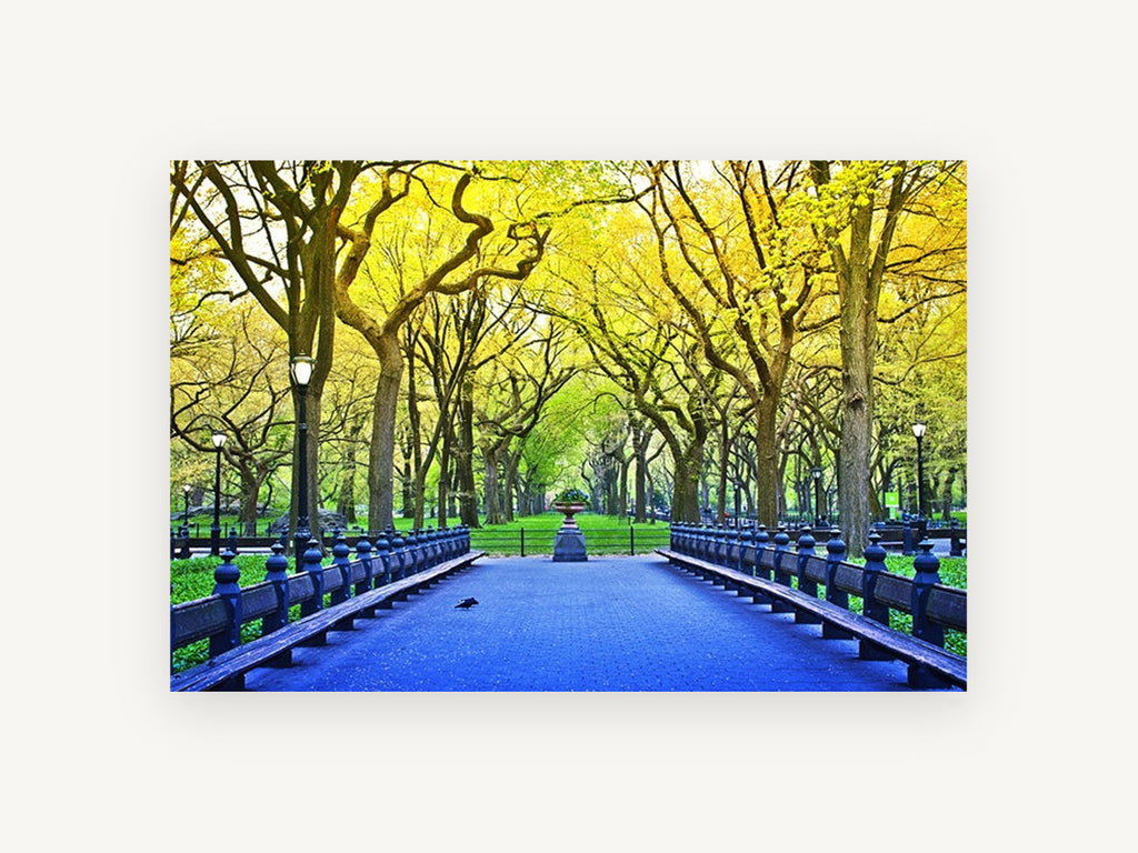 Spring Park Promenade, tree lined park path photograph, landscape canvas wall art print, front view