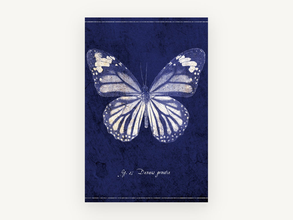 Indigo Tiger Wings, vintage butterfly illustration in indigo, animal canvas wall art print, front view